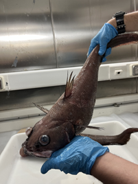 Remontée d’un grenadier abyssal pour l’étude de la contamination en radioactivité de ses organes (©Flotte Océanographique Française)