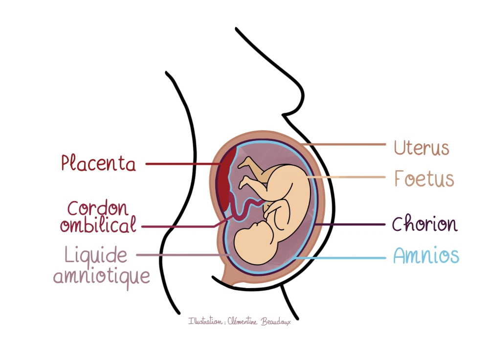 Représentation d'un ventre de femme enceinte et les différents organes impliqués.